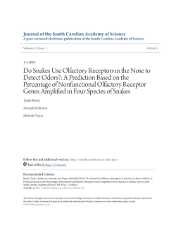 Do Snakes Use Olfactory Receptors in the Nose to Detect Odors?: A