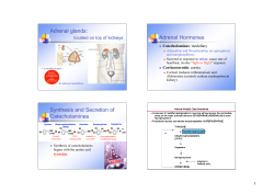 Adrenal glands: Adrenal Hormones Synthesis and Secretion of