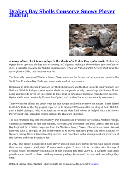 Drakes Bay Shells Conserve Snowy Plover