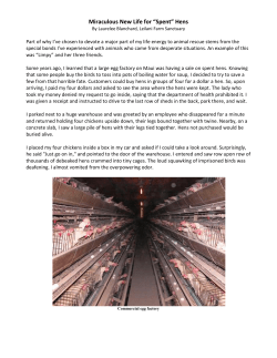 Miraculous New Life for &ldquo;Spent&rdquo; Hens