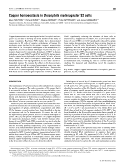 Copper homoeostasis in Drosophila melanogaster S2 cells