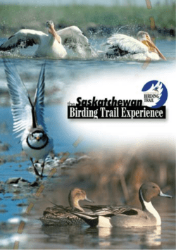 Saskatchewan Birding Trail Experience