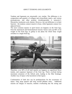 ABOUT TENDONS AND LIGAMENTS Tendons and ligaments are