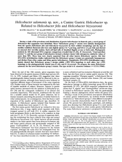 Helicobacter salornonis sp. nov., a Canine Gastric Related to