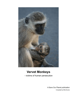 Vervet Monkeys - Save our world