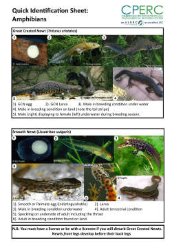 Amphibian guide
