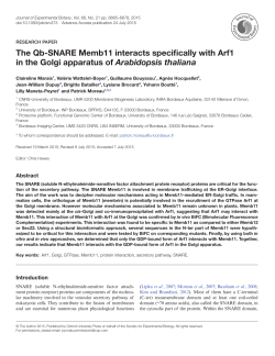 The Qb-SNARE Memb11 interacts specifically with Arf1 in the Golgi