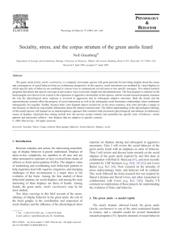 Sociality, stress, and the corpus striatum of the green anolis lizard
