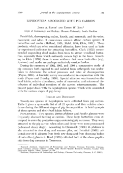 Lepidoptera associated with pig carrion