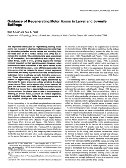 Guidance of Regenerating Motor Axons in Larval and Juvenile