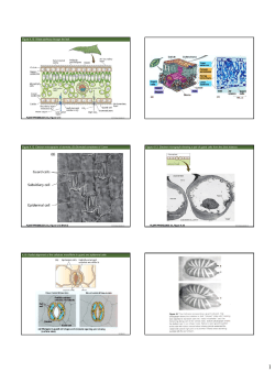 Bio3460-4 WaterRelations