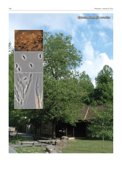 Synchaetomella acerina