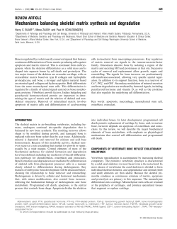 Mechanisms balancing skeletal matrix synthesis and degradation