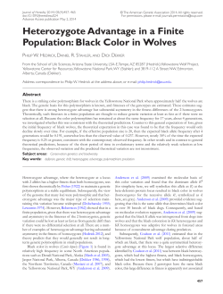 Heterozygote Advantage in a Finite Population: Black Color in Wolves