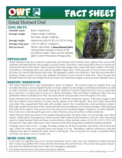 Great Horned Owl