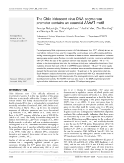 The Chilo iridescent virus DNA polymerase promoter contains an