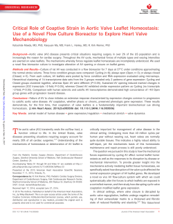 Critical Role of Coaptive Strain in Aortic Valve Leaflet Homeostasis