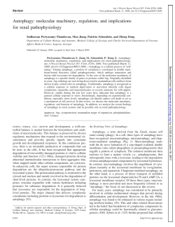 Autophagy - AJP - Renal Physiology