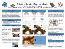 Osteocyte Density in Fossil Vertebrates