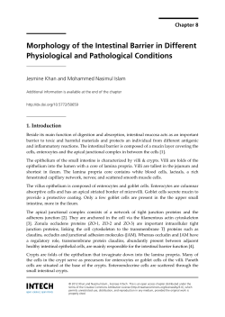 Morphology of the Intestinal Barrier in Different