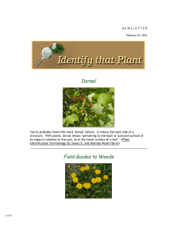 Identify that Plant Newsletter
