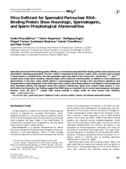 Mice Deficient for Spermatid Perinuclear RNA-Binding