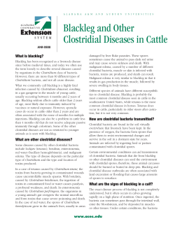 Blackleg and Other Clostridial Diseases in Cattle