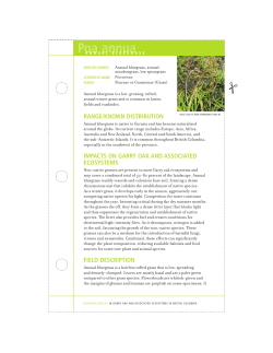 poa annua