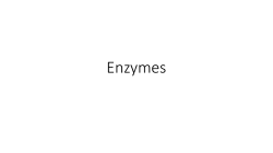 Enzymes - kapabiology.com