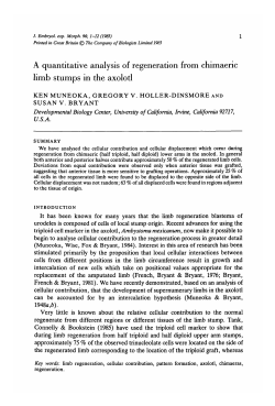 A quantitative analysis of regeneration from chimaeric