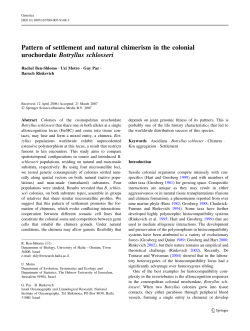 Pattern of settlement and natural chimerism in the colonial