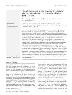The ultrastructure of the developing replication site in foot