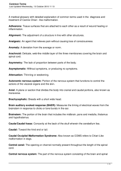 Common Terms - Canine Chiari Institute