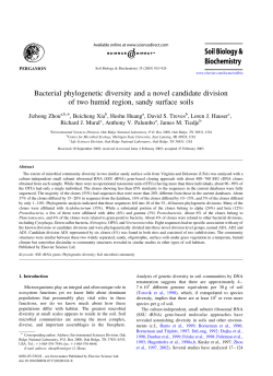 Bacterial phylogenetic diversity and a novel candidate division of