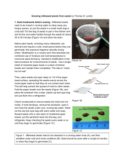 F:\Users\Tom\Desktop\Milkweed Seed Giveaway\Growing milkweed