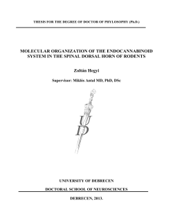 Molecular organization of the endocannabinoid system in the spinal