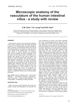 Microscopic anatomy of the vasculature of the human intestinal villus