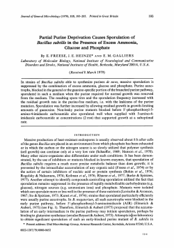 Partial Purine Deprivation Causes Sporulation of