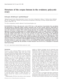 Structure of the corpus luteum in the ovulatory polycystic ovary