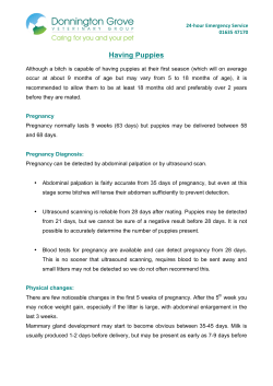 Having Puppies - Donnington Grove Veterinary Group