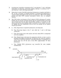 2. In prokaryotes, translation is beginning at the 5´ end while the 3