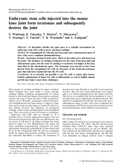Embryonic stem cells injected into the mouse knee joint form