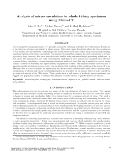 Analysis of micro-vasculature in whole kidney specimens using