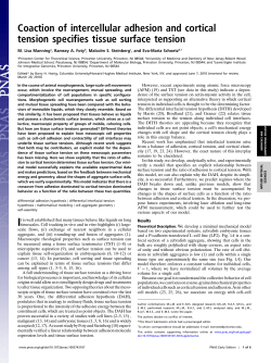 Coaction of intercellular adhesion and cortical tension specifies