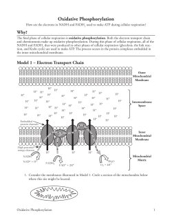 Oxidative Phosphorylation