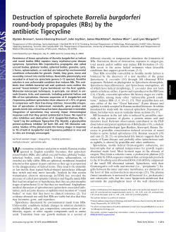 Destruction of spirochete Borrelia burgdorferi round