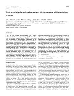 Lmx1b maintains Wnt1 within the IsO - Development
