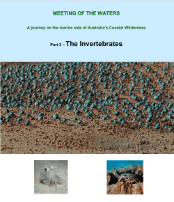 Part 3 &ndash; The Invertebrates