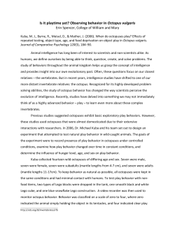 Is it playtime yet? Observing behavior in Octopus vulgaris