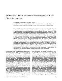 Rotation and Twist of the Central-Pair Microtubules in the Cilia of